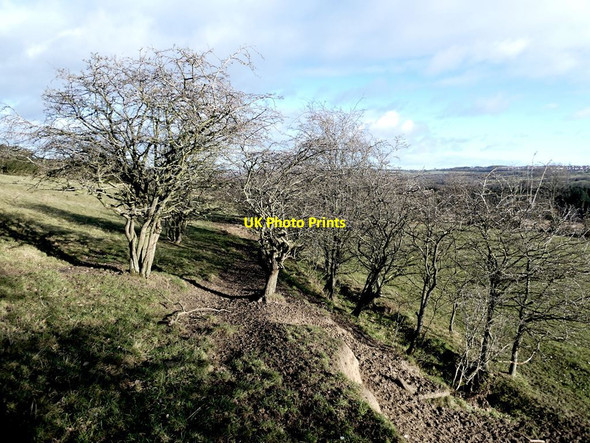 Photo 6"x4" Old hedgerow and bank near Bradley Hall Dipton c2022