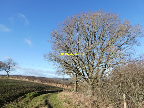 Photo 6"x4" Footpath and tree Dipton c2022
