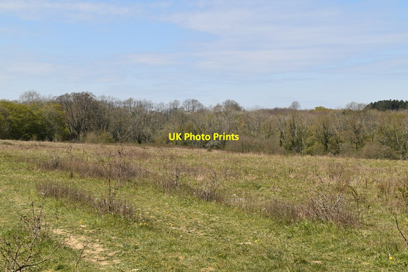 Photo 6"x4" Grassland by Sussex Border Path Furner's Green c2021
