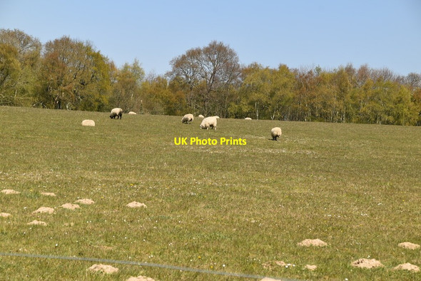 Photo 6"x4" Sheep grazing Furner's Green c2021