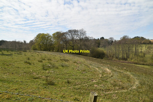 Photo 6"x4" Rough grasses Horsted Keynes c2021