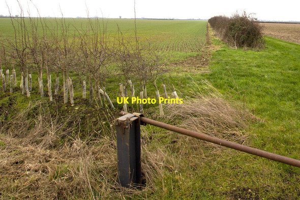 Photo 6"x4" New hedge planting and established hedgerow Chapel End\/TL1187 c2022