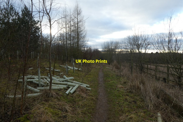 Photo 6"x4" Removed tree protectors Osbaldwick c2022