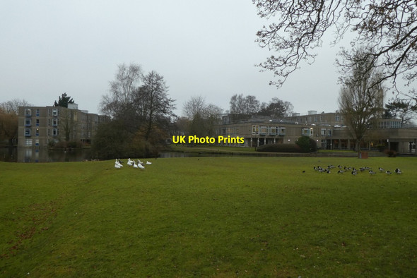 Photo 6"x4" Geese on Derwent Lawns Heslington c2022