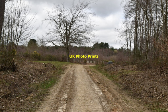 Photo 6"x4" Track, Coblye Wood Cackle Street\/TQ6919 c2021