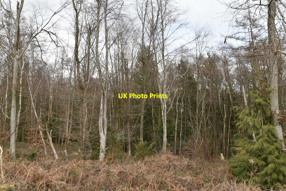 Photo 6"x4" Coblye Wood Cackle Street\/TQ6919 c2021