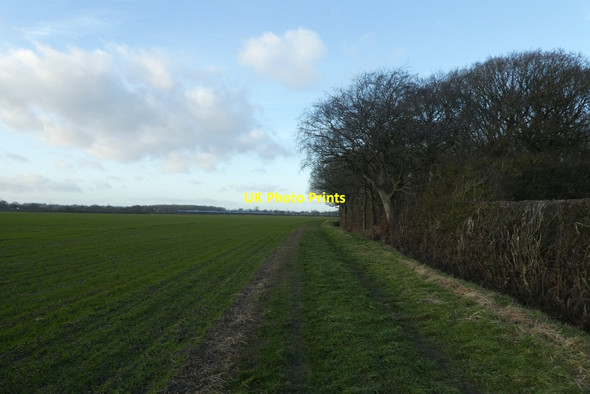 Photo 6"x4" Path near Copmanthorpe Wood Colton\/SE5444 c2022