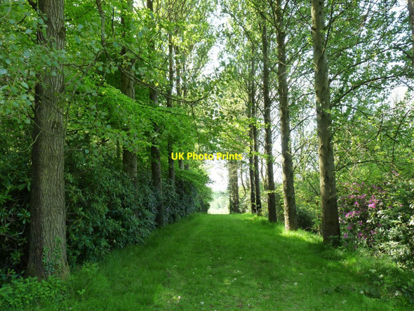 Photo 6"x4" Tree lined walk Consall c2014