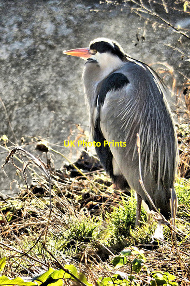 Photo 6"x4" Grey Heron Milltown\/O1630 c2022