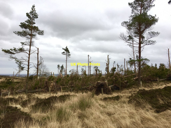 Photo 6"x4" Storm Arwen devastation at Lordenshaw Newtown\/NU0300 c2022 P1