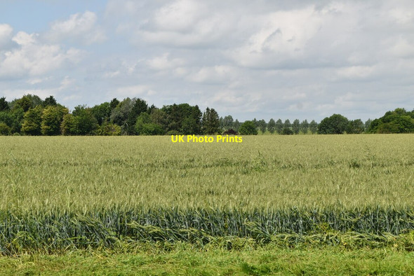 Photo 6"x4" Field of wheat Abington Pigotts c2021