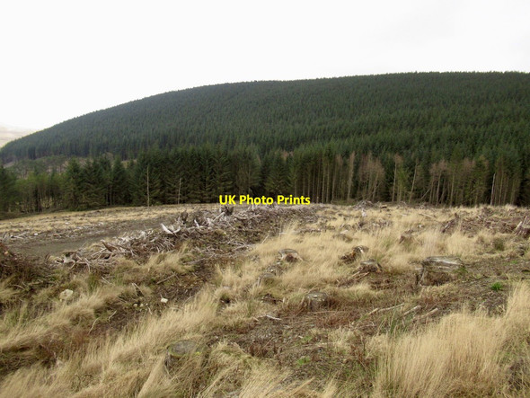 Photo 6"x4" Clearfell on Bodsberry Hill Elvanfoot c2022