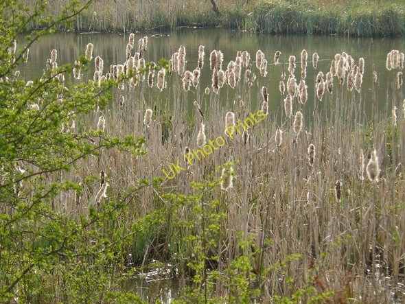 Photo 6"x4" Pond Rushes Ilkeston c2009