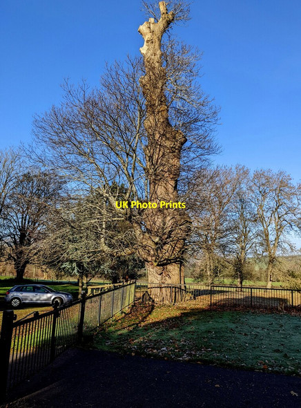 Photo 6"x4" Ancient tree, Llantilio Crossenny Llantilio Crossenny c2022