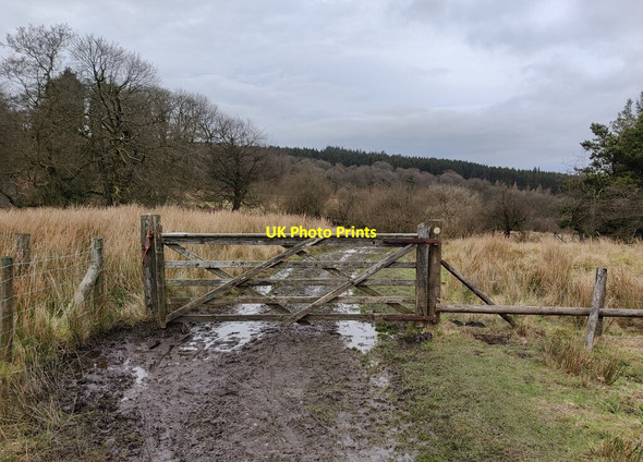 Photo 6"x4" Gate and path on Brown Clee Hill Cockshutford c2022