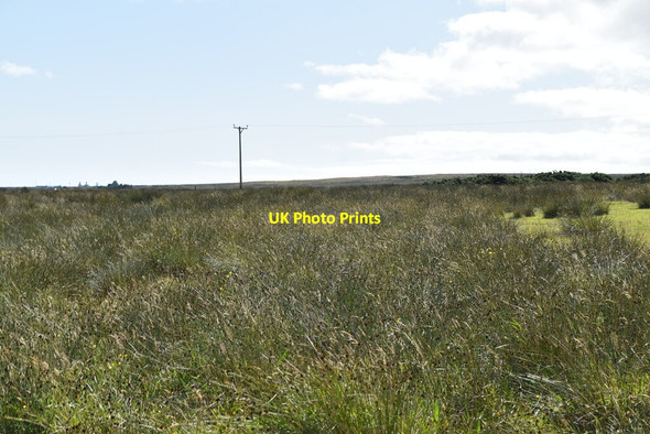 Photo 6"x4" Rough grasses, Huna Canisbay c2021