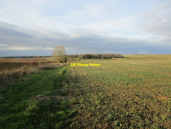 Photo 6"x4" Field of oilseed rape, Scrafield Mareham on the Hill c2022
