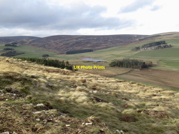 Photo 6"x4" Newly planted trees, Knowes Hill Windydoors c2022