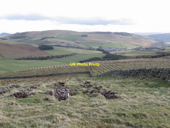 Photo 6"x4" Newly planted trees, Knowes Hill Windydoors c2022