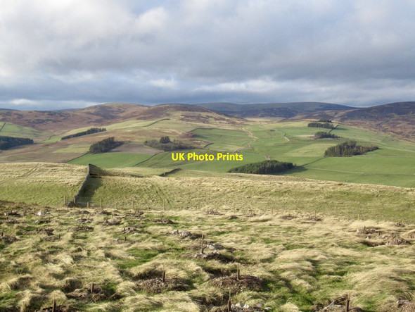Photo 6"x4" Newly planted trees, Knowes Hill Windydoors c2022