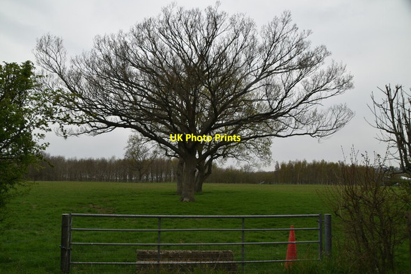 Photo 6"x4" Fine trees Tong\/TQ8346 c2021