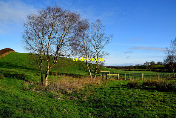 Photo 6"x4" Trees, Donaghanie Beragh c2022