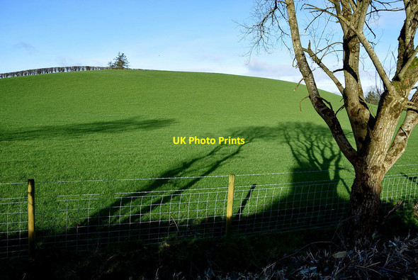 Photo 6"x4" Tree and shadows, Donaghanie Beragh c2022