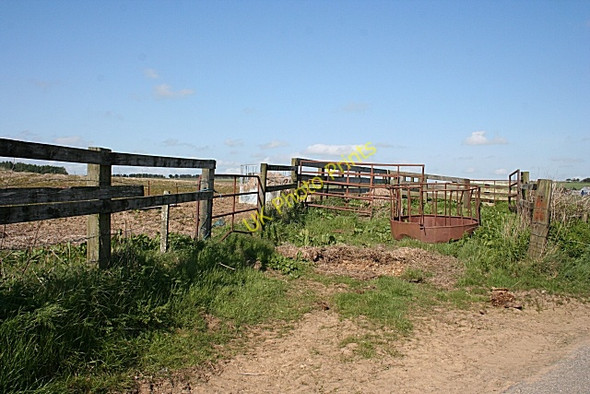 Photo 6"x4" Cattle Pens Teuchar c2009