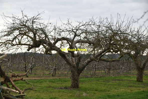 Photo 6"x4" Orchard, Park Farm Mile Oak\/TQ6843 c2021