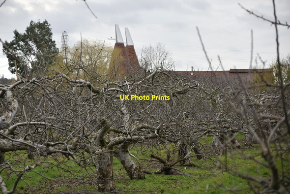 Photo 6"x4" Orchard and Knell's Oast Mile Oak\/TQ6843 c2021