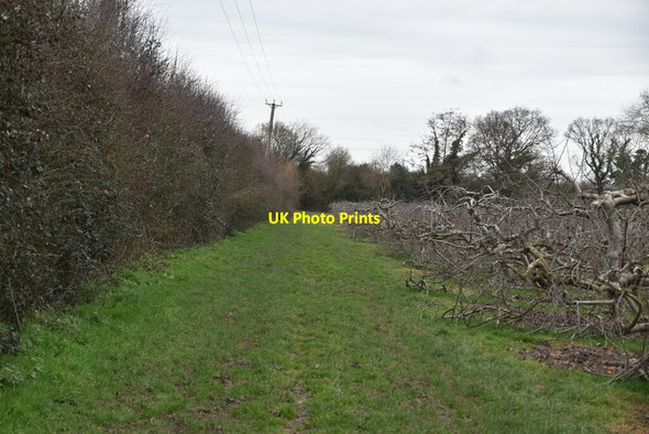 Photo 6"x4" Footpath in orchard Mile Oak\/TQ6843 c2021