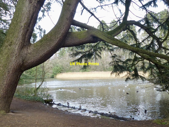 Photo 6"x4" The lake in Tredegar House Country Park Duffryn\/ST2985 c2022