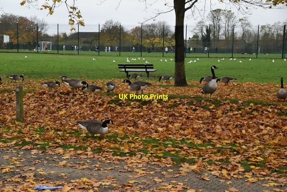 Photo 6"x4" Geese feeding Ilford\/TQ4486 c2021
