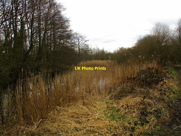 Photo 6"x4" Reedbed, Idle Valley Nature Reserve Bolham\/SK7082 c2022