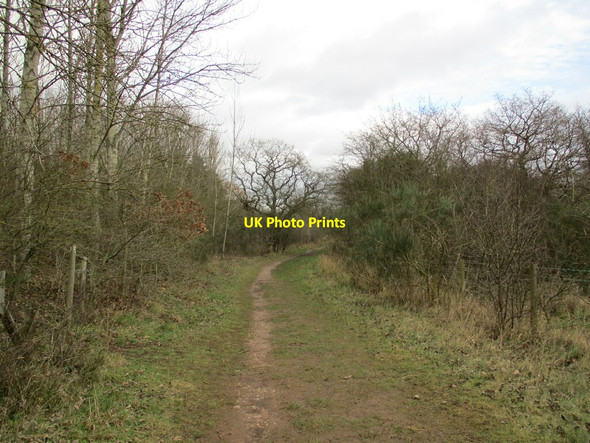 Photo 6"x4" Footpath, Idle Valley Nature Reserve Sutton Cum Lound c2022