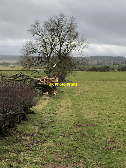 Photo 6"x4" Farmland And Fallen Tree, Staindrop Moor Cleatlam c2022