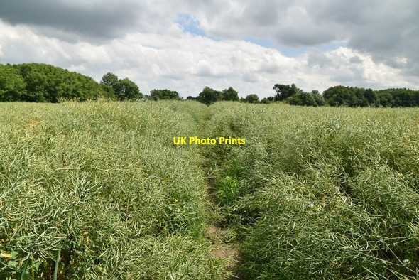 Photo 6"x4" Footpath through oilseed rape Abington Pigotts c2021