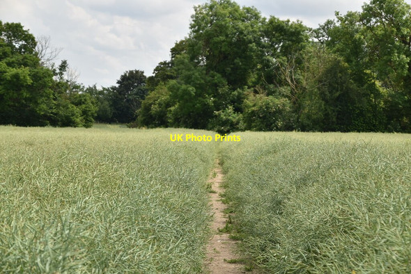 Photo 6"x4" Footpath through oilseed rape Abington Pigotts c2021