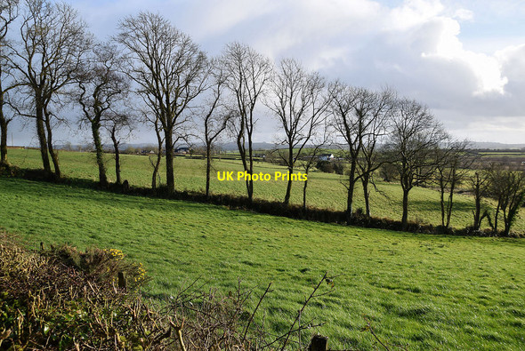 Photo 6"x4" Line of trees, Mullaghslin Glebe Milltown\/H5775 c2022
