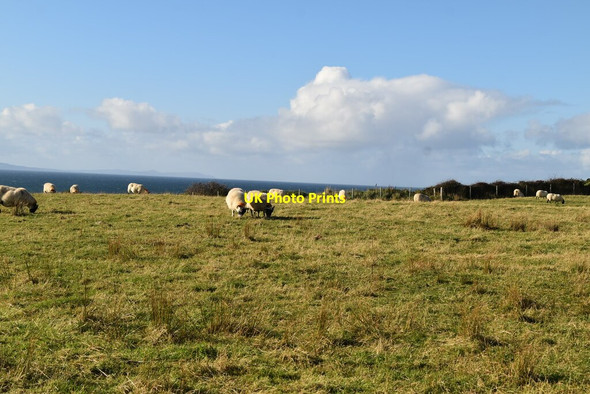 Photo 6"x4" Sheep grazing Portballintrae c2021