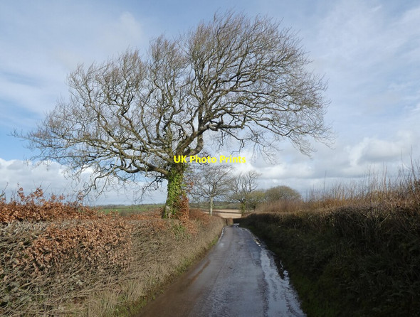 Photo 6"x4" Minor road to Alswear Chulmleigh c2022