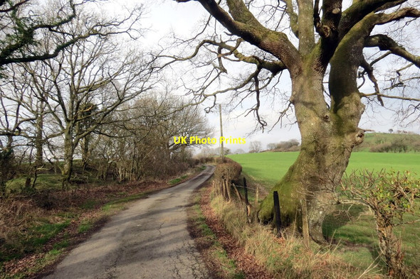 Photo 6"x4" Derwen ar ochr yr heol \/ A roadside oak Llandovery\/Llanymddyfri c2022