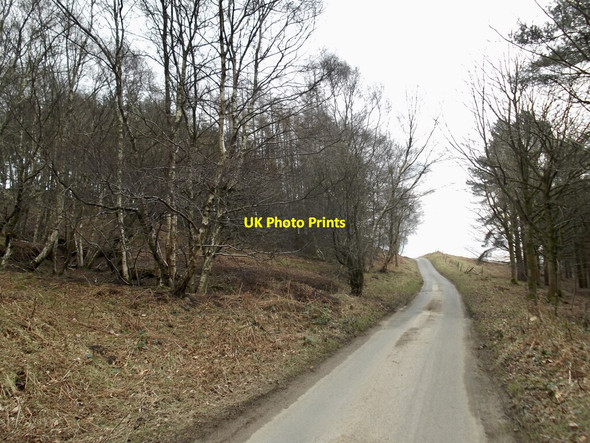 Photo 6"x4" Birk Wood Fangdale Beck c2022