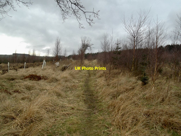 Photo 6"x4" Path into Hazel Head Wood Hawnby c2022
