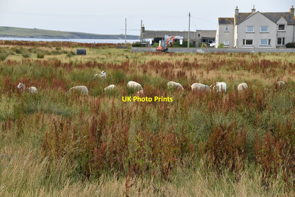 Photo 6"x4" Sheep in long grass Canisbay c2021