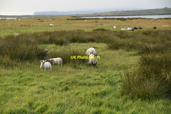 Photo 6"x4" Sheep grazing Canisbay c2021