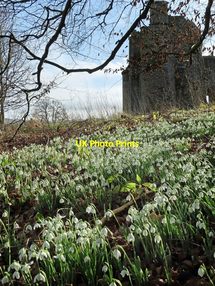 Photo 6"x4" Dalquharran Castle snowdrops Dailly c2022