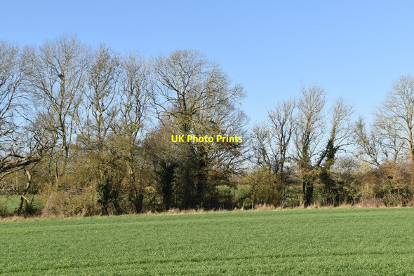Photo 6"x4" Trees lining River Teise Capel Cross c2021
