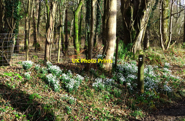 Photo 6"x4" Snowdrops at Killochan Burnhead\/NS2200 c2022
