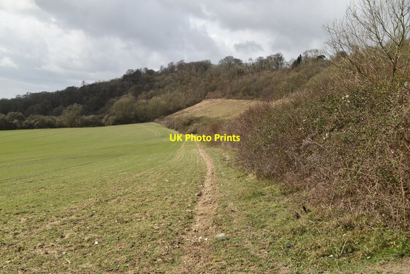 Photo 6"x4" Edge of field Woldingham c2021